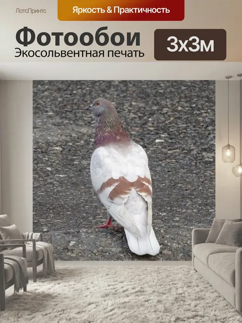 Фотообои Голуб, птица, голубь