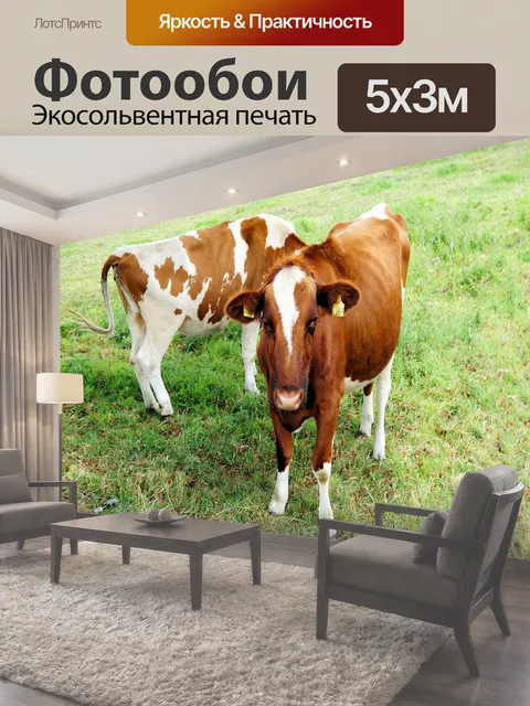 Фотообои Коровы, молодые животные, сельское хозяйство