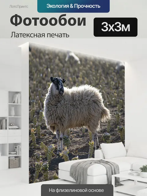 300 × 300 см · Латексная печать