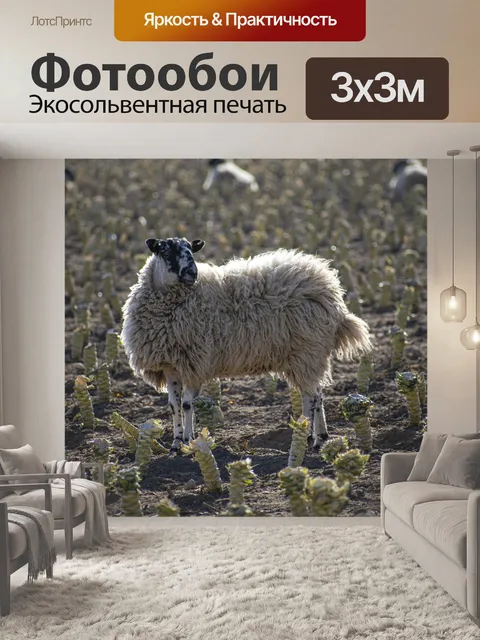 Фотообои Овец, ферма, животное