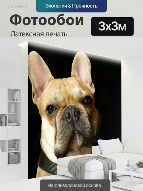 300 × 300 см · Латексная печать
