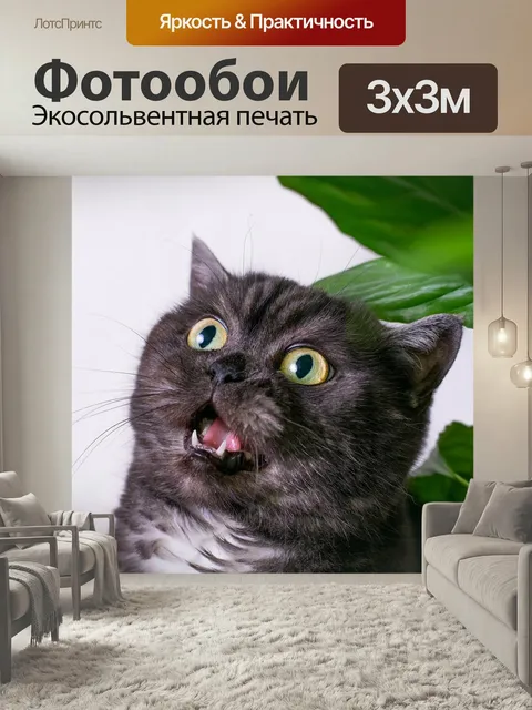 Фотообои Кот, британский, кошка