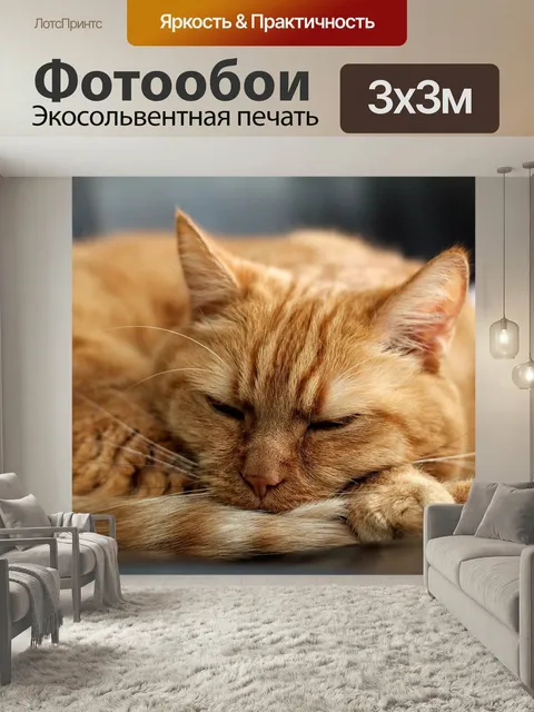 Фотообои Кот, рыжий кот, котенок