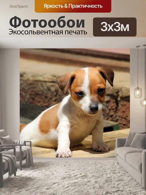 Фотообои Собака, щенок, джек рассел