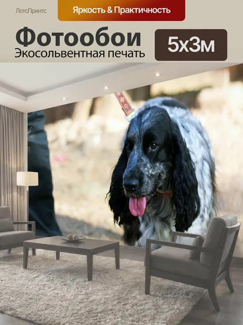 Фотообои Спаниель, собака, домашний питомец
