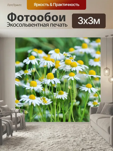 Фотообои Маргаритки, ромашки, цветы