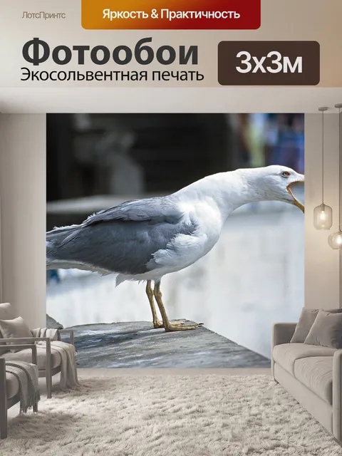 Фотообои Чайка, крик, клюв