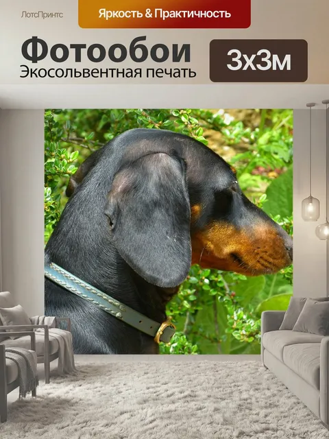 Фотообои Такса, собака, чернить