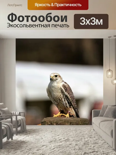 Фотообои Балобан, птица, сокол