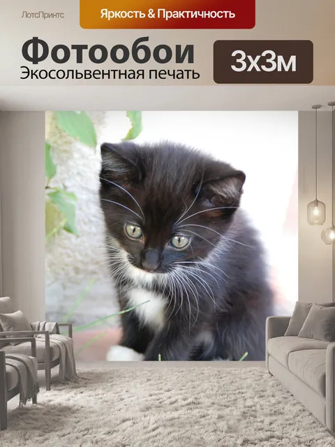 Фотообои Кошка, котенок, животные