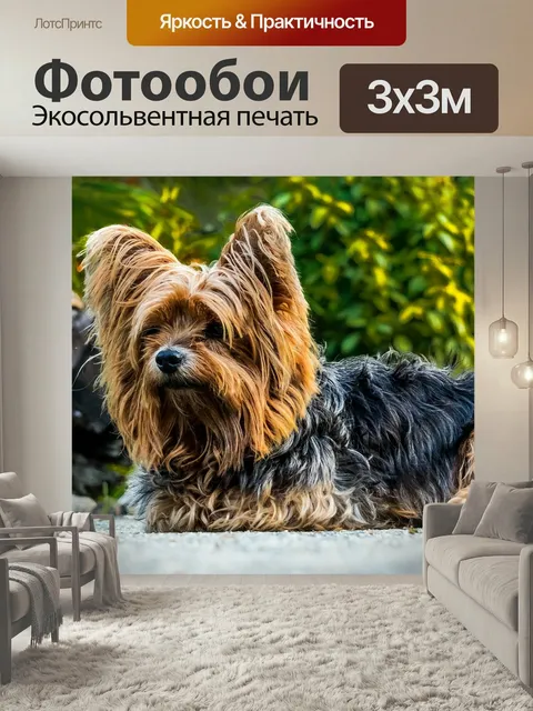 Фотообои Собака, йоркширский терьер, маленькая собака