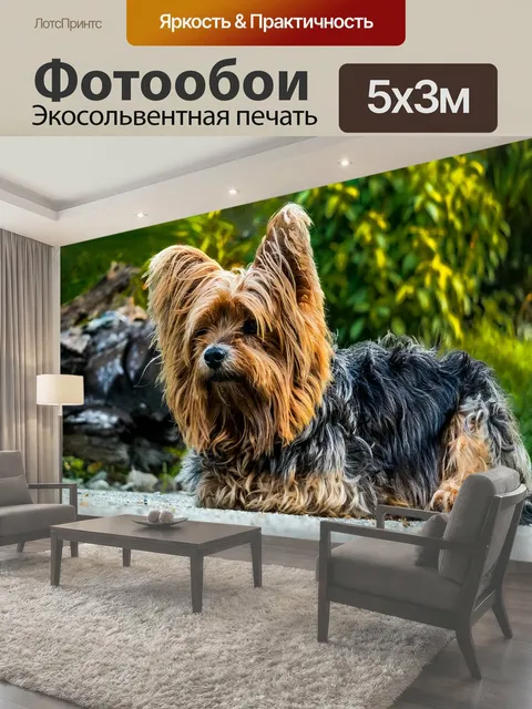 Фотообои Собака, йоркширский терьер, маленькая собака