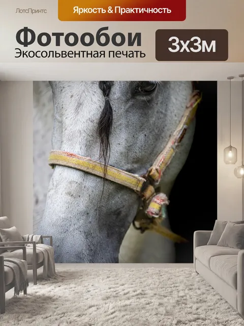 Фотообои Лошадь, морда, пони