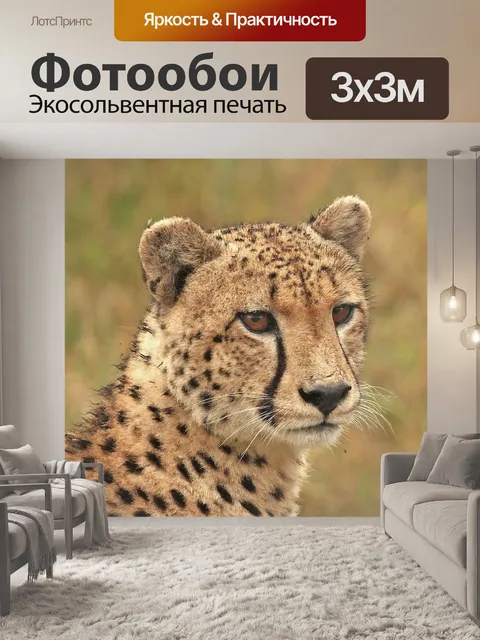 Фотообои Гепард, голова гепарда, большой кот