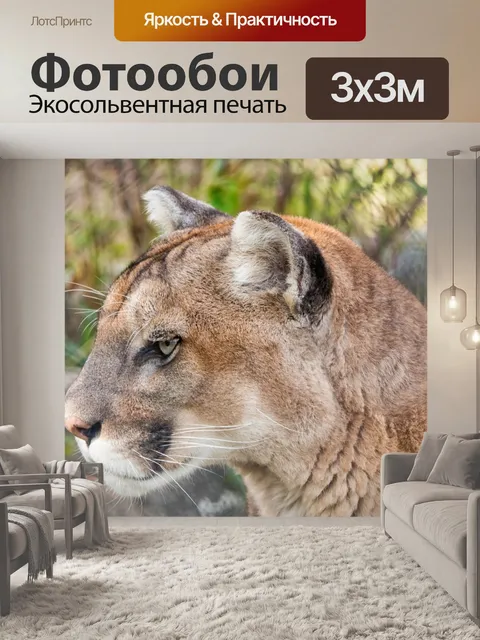 Фотообои Пума, горный лев, большой кот