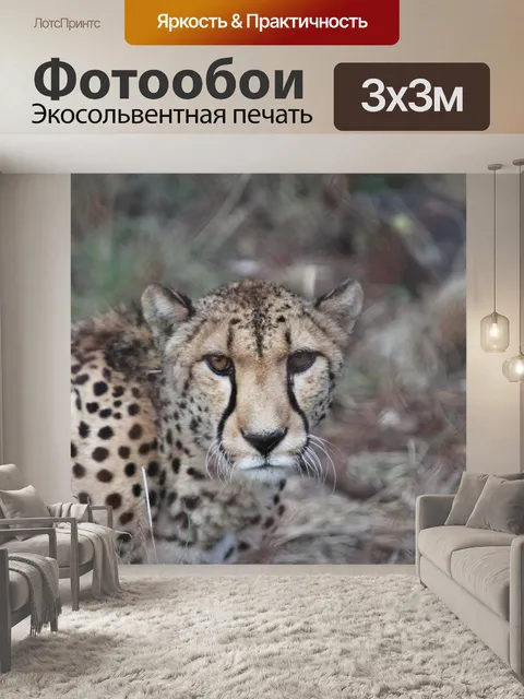 Фотообои Гепард, кошка, дикий