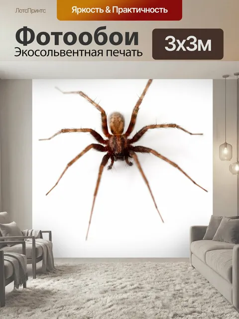 Фотообои Животное, паукообразный, арахнофобия