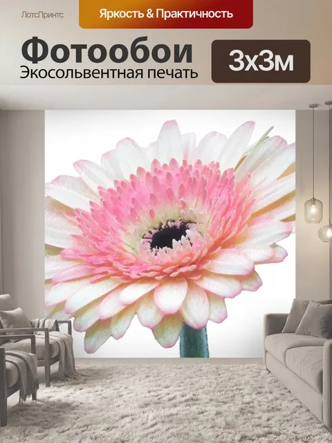 Фотообои Цветок, цвести, гербера