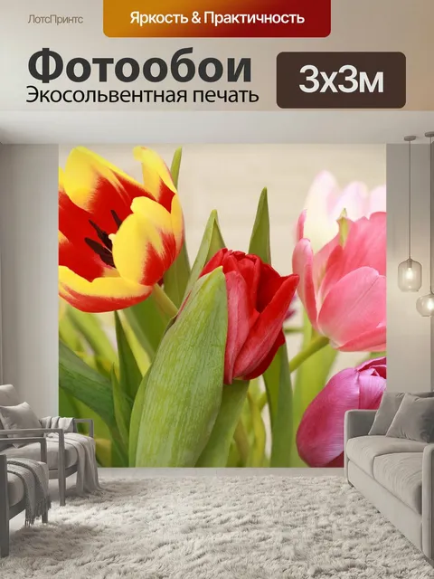 Фотообои Тюльпан, тюльпаны, цветы