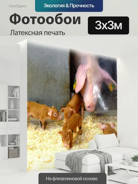 300 × 300 см · Латексная печать
