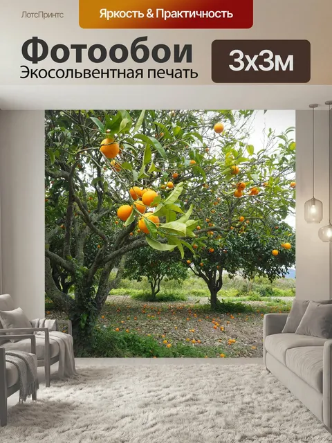 Фотообои Апельсиновое дерево, оранжевый роща, плантация