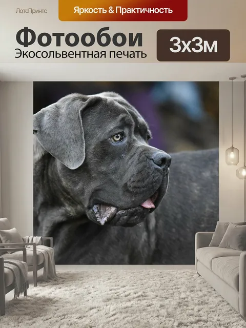 Фотообои Кане корсо, собака, животные