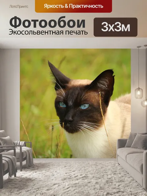 Фотообои Кот, сиамский, кошка породы