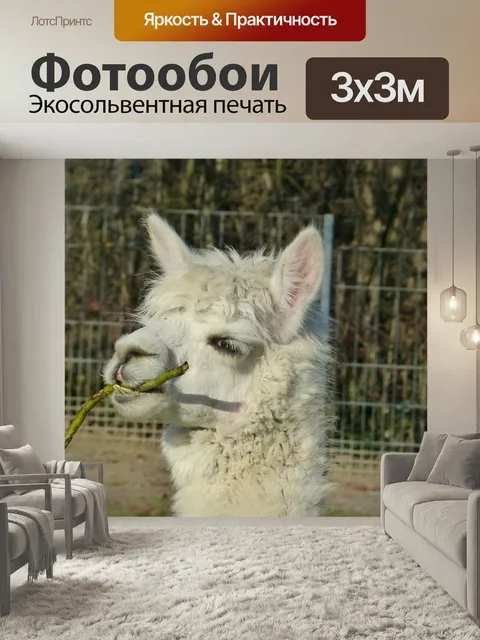Фотообои Альпака, животное, существо