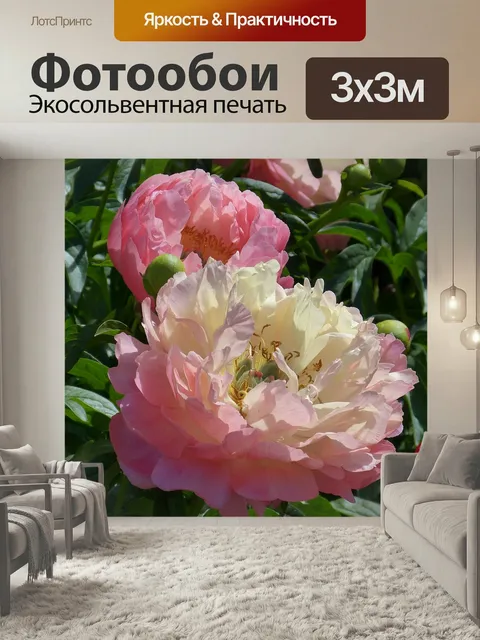 Фотообои Пион, цветок, цвести