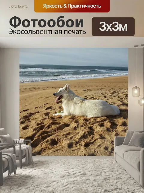 Фотообои Швейцарская белая овчарка, собака, животные