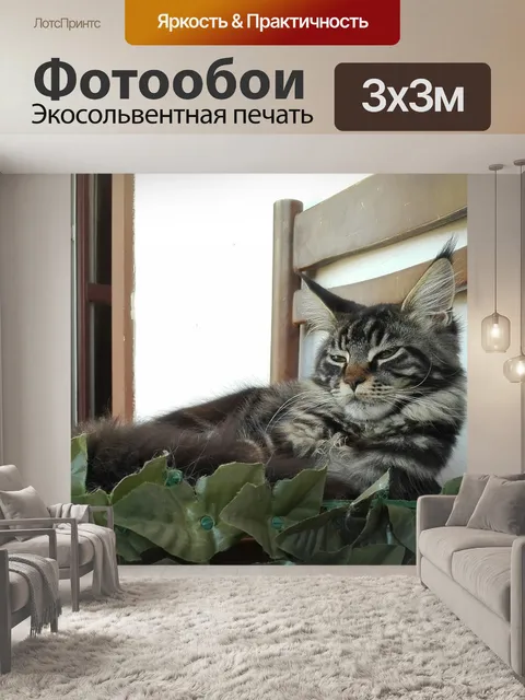 Фотообои Мейн-кун, спящие кошки, кошка