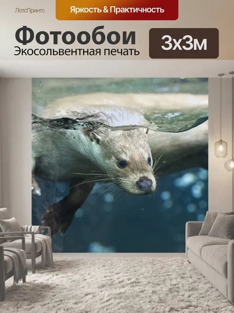 Фотообои Выдра, зоопарк пльзень, животное