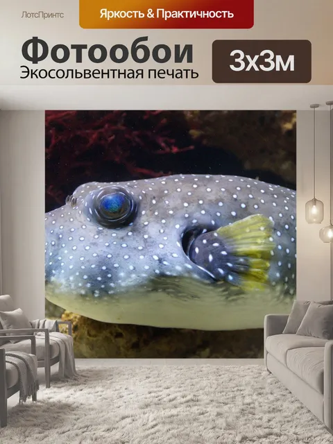 Фотообои Рыба фугу, boxfish, рыбы