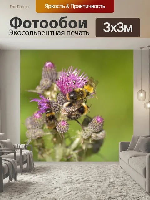 Фотообои Закрывать, дикая пчела, diestel
