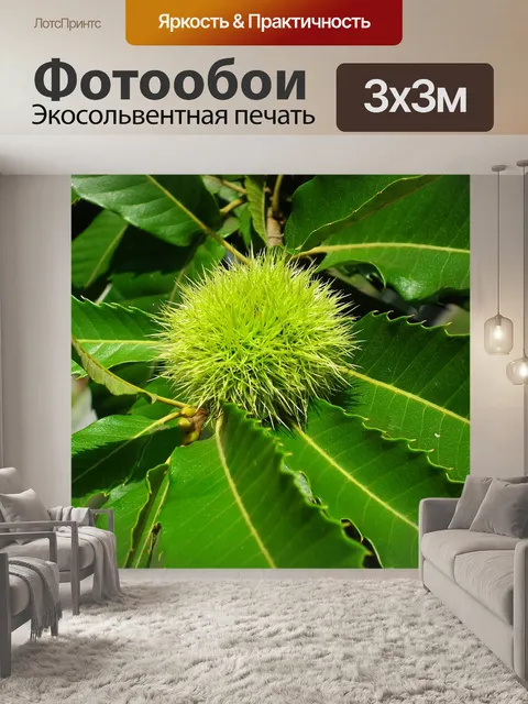 Фотообои Каштан, съедобный, фрукты