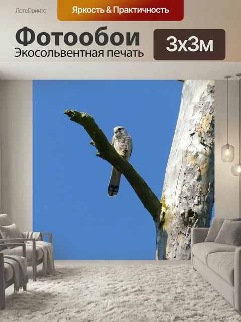Фотообои Птица, сокол, хищник