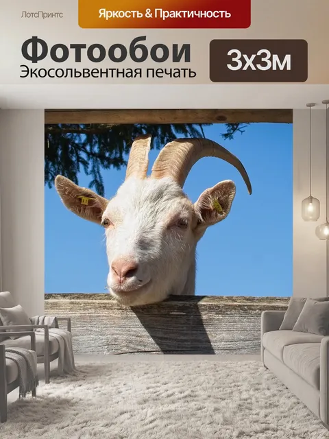 Фотообои Домашняя коза, козел, голова