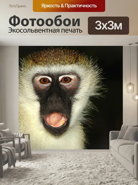Фотообои Обезьяна, makake, африке