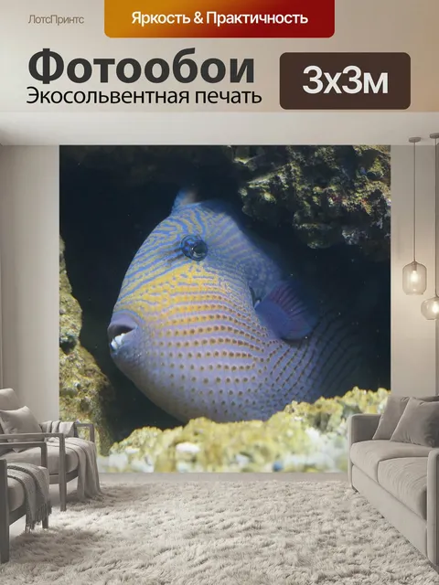 Фотообои Рыбы, спинорог, скрытый