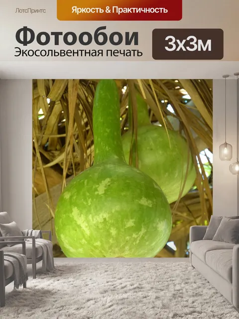 Фотообои Калебас, тыква, зеленый