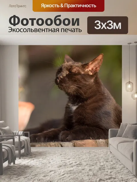 Фотообои Кошка, котенок, черный кот