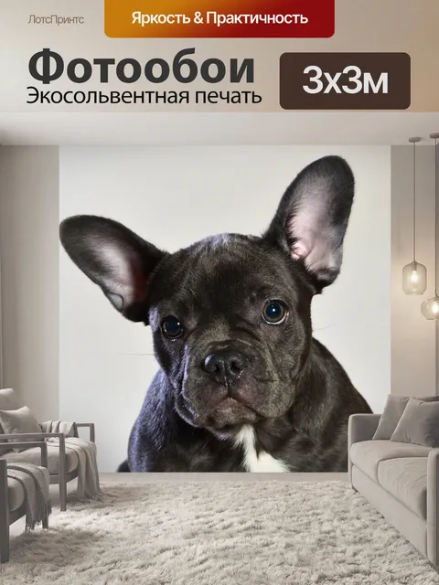 Фотообои Французский бульдог синий, собака, животное