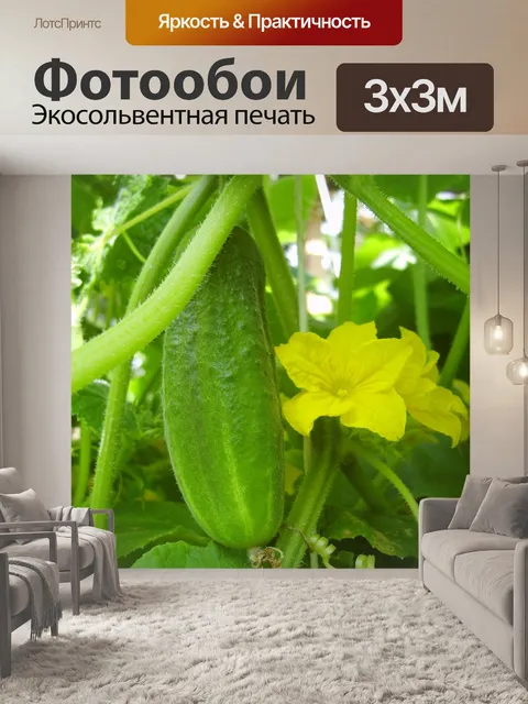 Фотообои Огурец, цветок, зеленый