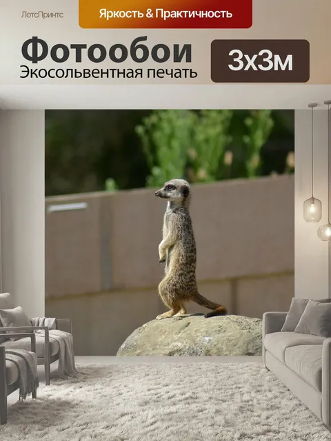 Фотообои Сурикат, сурик, простые