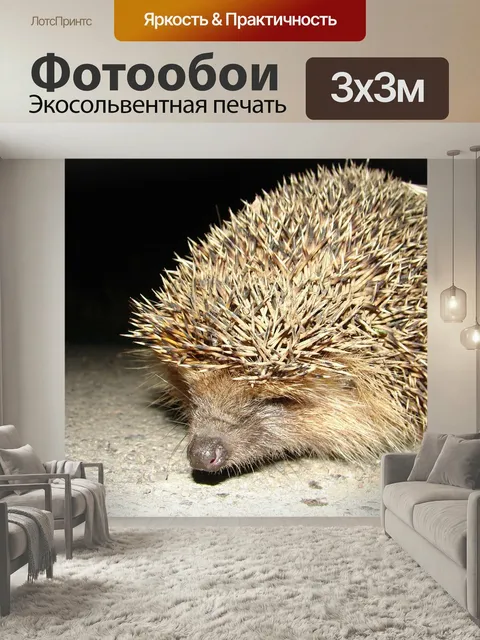 Фотообои Еж, ночной гость, лето