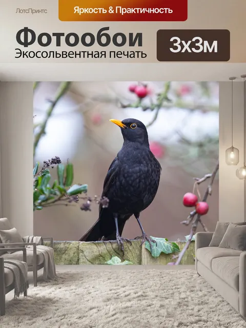 Фотообои Черный дрозд, птица, изгородь