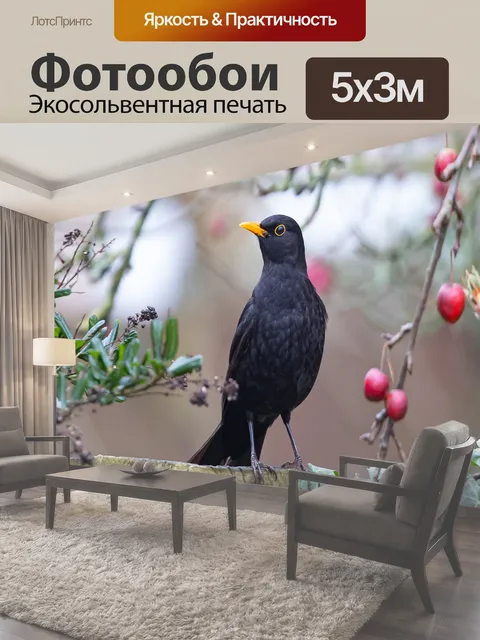 Фотообои Черный дрозд, птица, изгородь