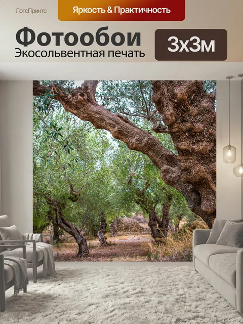 Фотообои Оливковая роща, оливковое дерево, природа