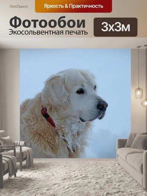 Фотообои Золотистый ретривер, собака, pet
