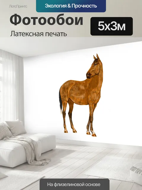 500 × 300 см · Латексная печать